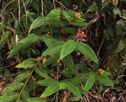 Riedelia suborbicularis, flowering and fruiting stems, Rondon Ridge, 2200 m asl, Mount Hagen, Papua New Guinea