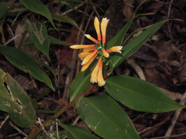 Riedelia suborbicularis, flowers, Rondon Ridge, 2200 m asl, Mount Hagen, Papua New Guinea