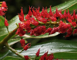 Riedelia subulocalyx, characteristic awned calyx lobes, Tari Gap, 2800 m asl, Hela, Papua New Guinea