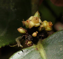 Rinorea sp., flowers with recurved petals and stamens on a short central column, Danum Valley, Sabah, Borneo