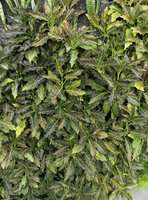 Robinsons Dubai, Gynura pseudochina at the VIP Drop off