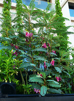 Robinsons Dubai, Sesbania grandiflora along the Promenade