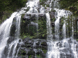 Rock covered with different fern species under a waterfall, Queenstown, Tasmania