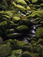 Rocks in a forest stream covered in mosses, Sierra dos Orgaos, Brazil