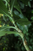 Rohdea tonkinensis, close up of the sheathing deeply nervurate leaf bases, Ba Be NP, Vietnam