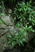 Rohdea tonkinensis, erect leafy apical part of stems and green defoliate parts laying horizontally on the karst outcrop surface, Ba Be NP, Vietnam