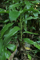 Rohdea tonkinensis, erect leafy stem with long internodes and two axillary infructescences, Ba Be NP, Vietnam