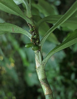 Rohdea tonkinensis, infructescence with green immature berries, Ba Be NP, Vietnam