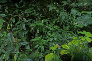 Rohdea tonkinensis, vegetative population among Streblus, Costus, Alocasia, Cayratia, Ba Be NP, Vietnam