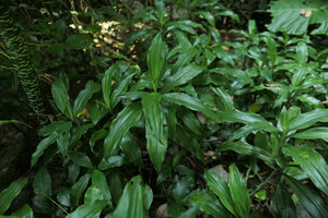 Rohdea tonkinensis, vegetative population on a small karst outcrop, Ba Be NP, Vietnam