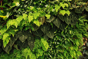 Ronald Lu Office Vertical Garden, Anthurium clarinervium and Adiantum raddianum, Hong Kong