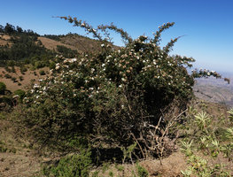 Rosa abyssinica, multi stemmed woody individual, Simien NP, 2800 m asl, Ethiopia