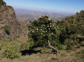 Rosa abyssinica, tree like individual due to overgrazing by cattle, Simien NP, 2800 m asl, Ethiopia