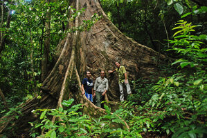 Rosario Rubite, Mark Hughes and Patrick Blanc among buttresses of Dracontomelon dao, Lagen,  El Nido, Palawan, Philippines, May 2011