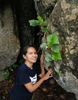Rosario Rubite with Begonia elnidoensis, El Nido, Palawan, Philippines, May 2011
