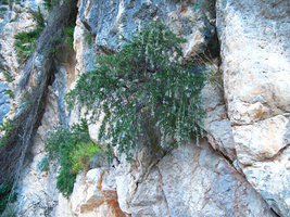 Rosmarinus officinalis in the crack of a limestone cliff, Majorca, Balearic islands