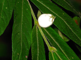 Rubiaceae sp. with white fruit, Selangor, Malaysia