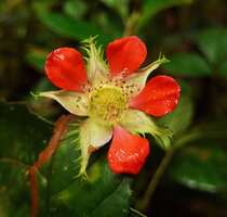 Rubus archboldianus, fimbriate sepals and bright orange red petals, Tari, 2000 m asl, Hela, Papua New Guinea