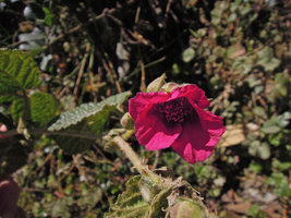 Rubus cf coriaceus, flower with numerous stamens, Manu NP, 3500 m, Peru
