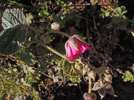 Rubus cf coriaceus, Manu NP, 3500 m, Peru