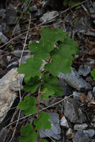 Rubus, détail, sur pente, Taroko, Taiwan