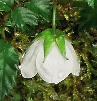 Rubus fernandimuelleri, flower, Kumul, 2800 m asl, Mount Hagen, Papua New Guinea