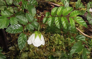 Rubus fernandimuelleri, leaves and flower, Kumul, 2800 m asl, Mount Hagen, Papua New Guinea