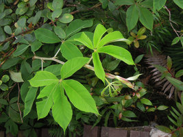 Rubus lineatus, green iridescent young leaves, Gunung Brinchang, Cameron Highlands, Malaysia