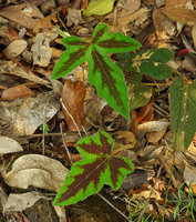 Rubus reflexus, Hong Kong Peak