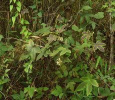 Rubus reflexus retaining its dark red patterns on leaves while scrambling and flowering over shrubs, Phu Rua NP, Thailand