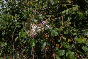 Rubus steudneri climbing on other shrubs at forest edge, Bale NP, Ethiopia