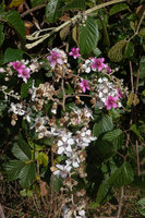 Rubus steudneri inflorescence, the flowers opening bright pink then progressively turning white, Bale NP, Ethiopia