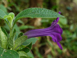 Ruellia siamensis, hairy leaves and corolla tube, Pai District, Thailand