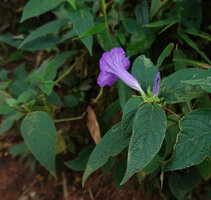 Ruellia siamensis on steep earth bank, Mae Surin NP, Thailand