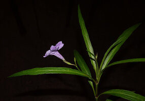 Ruellia simplex, flower, lateral view, Las Terrazas, the area where Wright collected the type specimen around 1860, Cuba