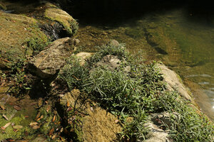 Ruellia simplex, Ginoria americana and Gesneria humilis on rocks in their rheophytic habitat, Las Terrazas, Cuba