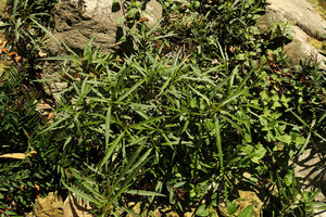 Ruellia simplex with its narrow leaves, characteristic of most rheophytic species, Las Terrazas, the area where Wright collected the type specimen around 1860, Cuba