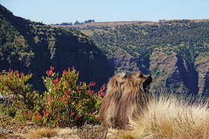 Rumex nervosus and Gelada Baboons, Theropithecus gelada, Simien NP, Ethiopia
