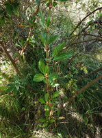 Rumex nervosus, basal ramification with emerging central new shoot and older reclining stems, Simien NP, 2800 m asl, Ethiopia