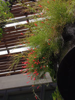 Russelia equisetiformis flowering on a column at the PAMM museum, Miami, Dec 2013
