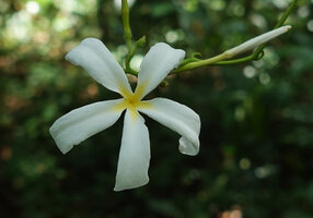 Saba comorensis, flower, Ngezi FR, Pemba, Tanzania