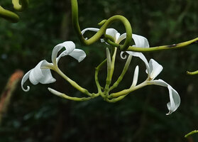 Saba comorensis, flowers in forest understory, Ngezi FR, Pemba, Tanzania