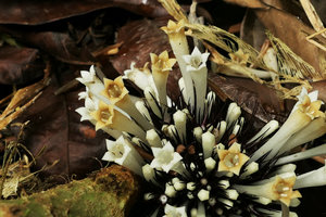 Sabicea (syn. Ecpoma) apocynacea, cauliflorous inflorescence at the base of the monocaulous erect leafy stem,  Campo, Cameroun