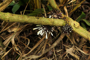 Sabicea (syn. Ecpoma) apocynacea, cauliflorous inflorescences at the base of the monocaulous erect woody stem,  Campo, Cameroun