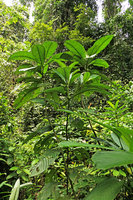 Sabicea (syn. Ecpoma) apocynacea, monocaulous leafy stems,  Campo, Cameroun