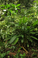 Sabicea (syn. Ecpoma) apocynacea, monocaulous woody shrubs in swampy forest soil with basal cauliflorous inflorescences,  Campo, Cameroun