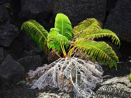 Sadleria cyatheoides, Hawai'i