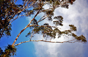 Sagging narrow old branch emitting some erect reiteration shoots acting as photosynthetic complement but probably short living, French Guyana 