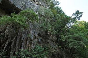 Salacca rupicola emerging from its vertical limestone cliff habitat, Gunung Mulu NP, Sarawak, Borneo