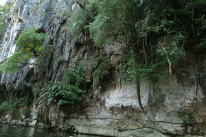 Salacca rupicola on its vertical limestone cliff habitat, Gunung Mulu NP, Sarawak, Borneo